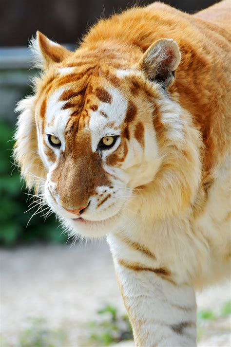 Liger Wallpapers - Top Free Liger Backgrounds - WallpaperAccess