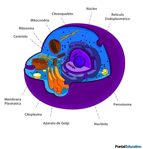 Estructura de las células eucariontes