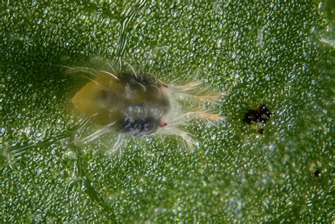 Tetranychus urticae | Female of the green form of the spider… | Flickr