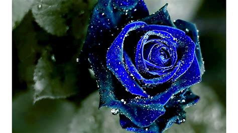 3840x2160, Cool Blue Roses Wallpaper 4k Data Id 317999 - Most Beautiful ...