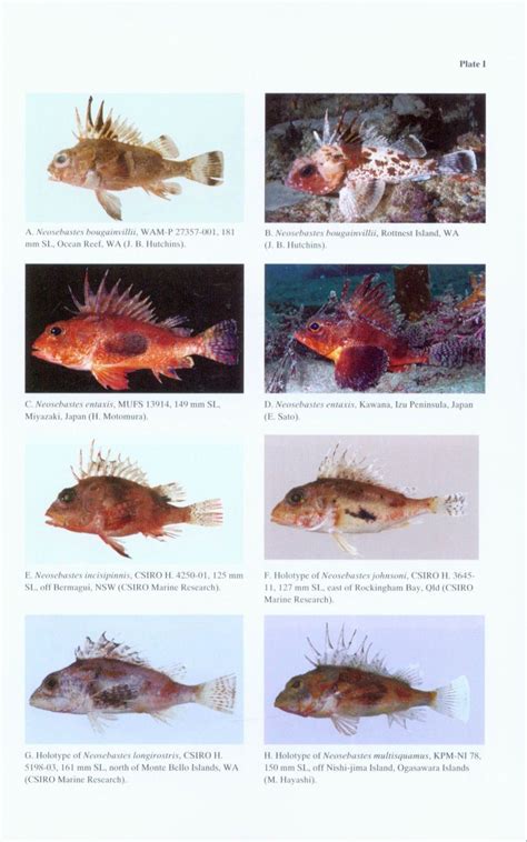 Revision of the Scorpionfish Genus Neosebastes (Scorpaeniformes: Neosebastidae) with ...