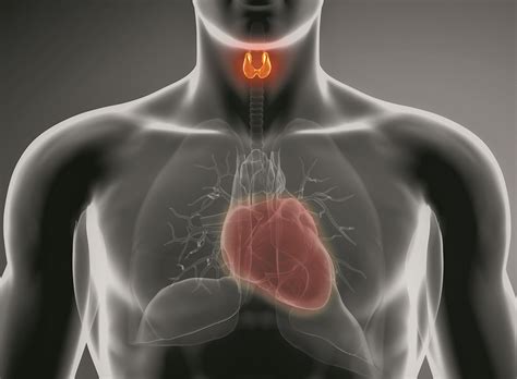 Manage Hyperthyroidism to Prevent Cardiac Complications - University Health News