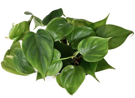 Heartleaf Philodendron - SunBlest Gardens