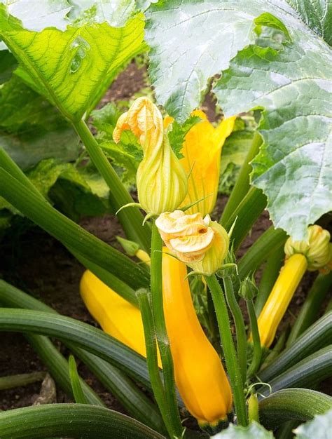 From Garden to Table: Tips for Growing Squash Plants Abundantly