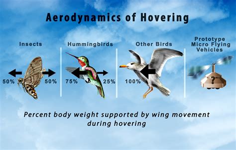 Multimedia Gallery - Aerodynamics of Hummingbird Flight (Image 2) | NSF ...