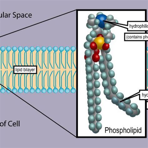 Phospholipid Bilayer Diagram