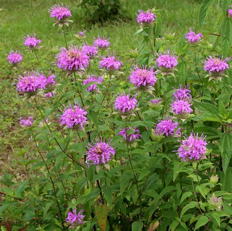 Wild Bergamot | Plant Profile | Sylvan Gardens Landscape Contractors