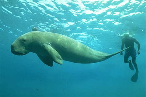 Dugongs make comeback on the Great Barrier Reef - Sailing Whitsundays