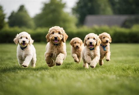 Goldendoodle Breeders in Illinois: 11 Top Picks for Your Perfect Pup