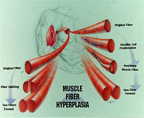 Skeletal Muscle Fiber Hyperplasia | The ISSN Scoop