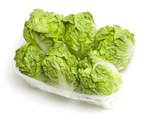 Baby Gem Lettuce Supplier In India | Leafy Vegetable Wholesaler | JGBC