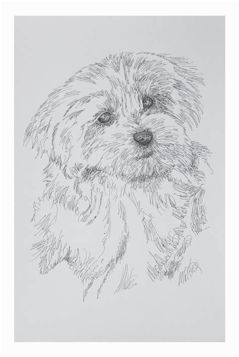 Maltese: Dog Portrait by Stephen Kline : DrawDOGS by Stephen Kline | Custom dog art portraits ...