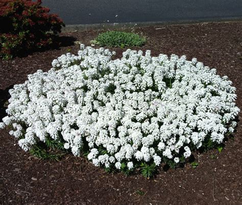 Candytuft Perennial Evergreen White Iberis Sempervirens Seeds