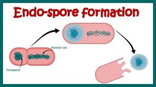 Endospores | Examples of endospore forming Bacteria | S... | Doovi