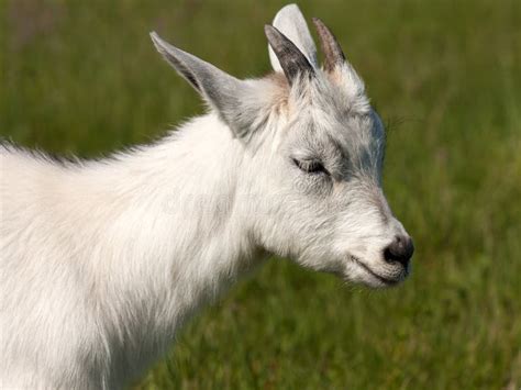 Goat animal stock photo. Image of mammal, farm, young - 17435480