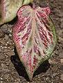 Category:Caladium bicolor 'Candyland' - Wikimedia Commons