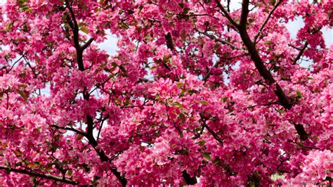 Pink Tree - Cherry Blossom 4K wallpaper download