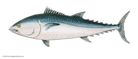 Tuna | Definition, Characteristics, Species, & Facts | Britannica