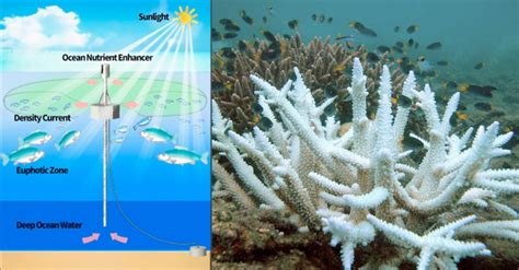 Could Artificial Upwelling Help Reduce Coral Stress During A Bleaching ...