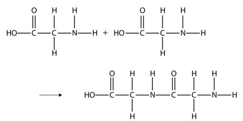 Biomacromolecules - Biology Class