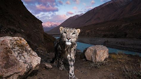 Snow leopard in the Tian Shan, Kyrgyzstan HD wallpaper | Pxfuel