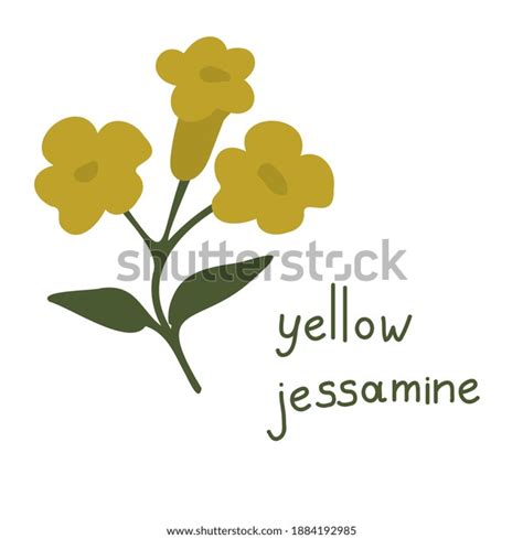 Yellow Jessamine: Over 37 Royalty-Free Licensable Stock Vectors ...