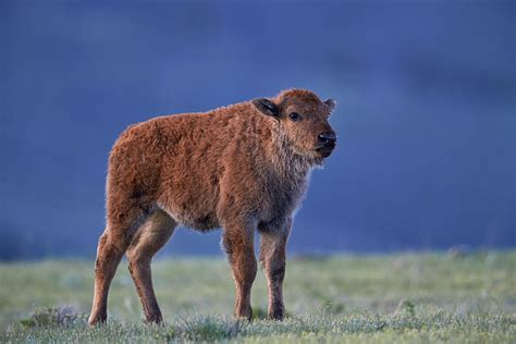 JHP Blog - May 22, 2014 - Bison Calf, Yellowstone National Park, Wyoming