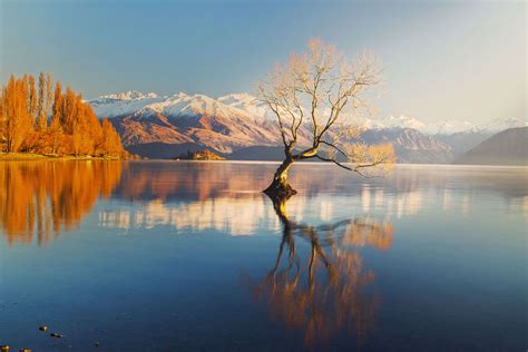 The lone tree of Wanaka Lake—in pursuit of the perfect picture | Times of India Travel