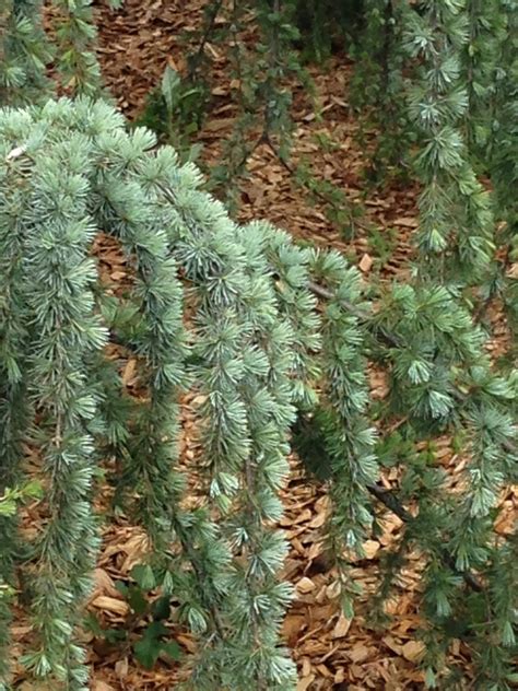 CEDRUS atlantica ‘Glauca pendula’ (Cèdre de l’Atlas bleu pleureur ...