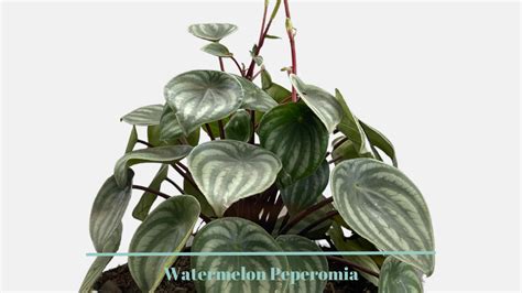 Beginner's Guide: How to Care for your Watermelon Peperomia - Planting 101