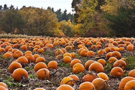 Fall Pumpkin Wallpaper (56+ pictures) - WallpaperSet