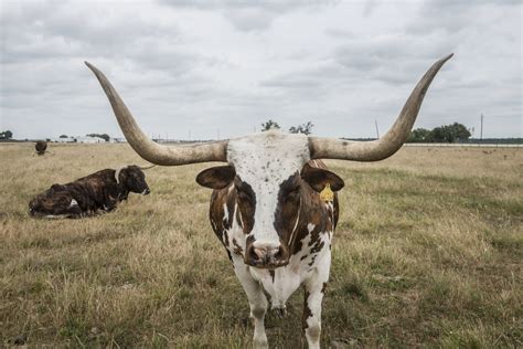 Steer Free Stock Photo - Public Domain Pictures