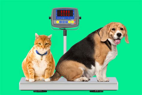 How to Care For Overweight Dogs and Cats | Money