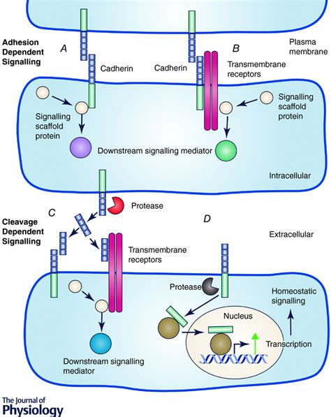 Cadherins: cellular adhesive molecules serving as signalling mediators - Yulis - 2018 - The ...