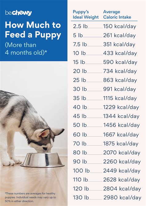 Puppy Feeding Guide: How Much to Feed a Puppy | BeChewy