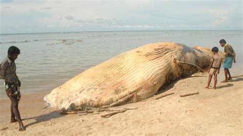 Whale, dugong washed ashore - The Hindu