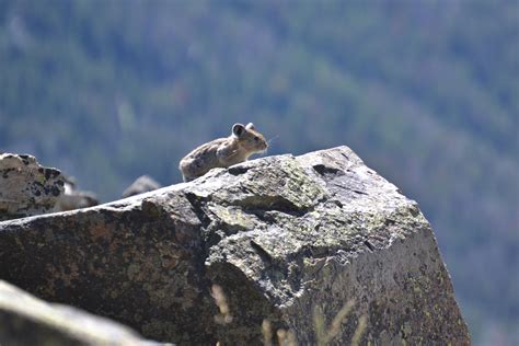 Adorable American Pikas Vanish From a Swath of California | Wild hamsters, Animals, Montana