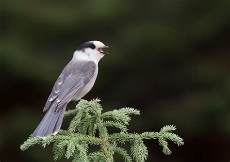 Great Backyard Bird Count - Birds Canada | Oiseaux Canada