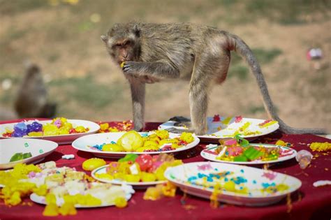 Photos: Inside Thailand's unique Monkey Buffet Festival | News-photos – Gulf News