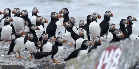 Facing uncertain future, puffins adapt to survive climate change - The Daily Climate