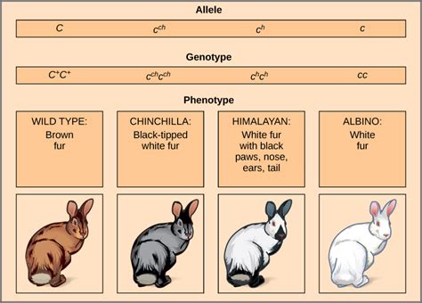 10 Important Difference between Allele and Trait with Table - Core ...