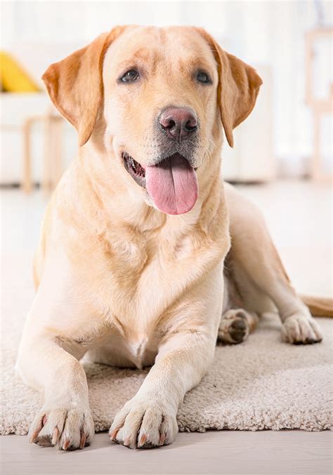 Golden Retriever vs Labrador Breed Traits and Personality