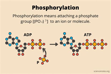 Phosphorylation - Oxidative, Protein, and Glucose