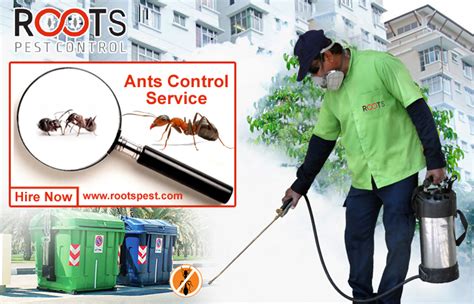 Ants Control Service In Toronto | Roots Pest Control - Professional Pest Control in Toronto ...