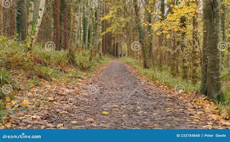 Walkers in Glenarm Forest Co Antrim Northern Ireland Autumn at Sunset Golden Hour Stock Photo ...