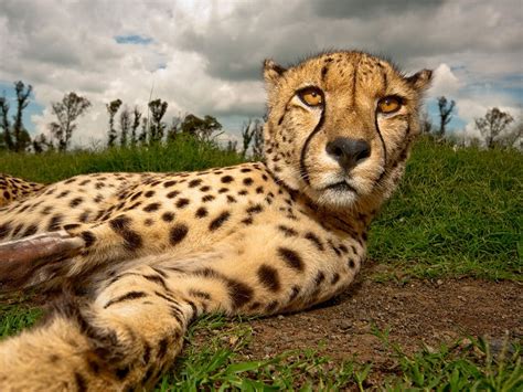 Amazing Animal Pictures from National Geographic (July 2011) | Amazing Creatures