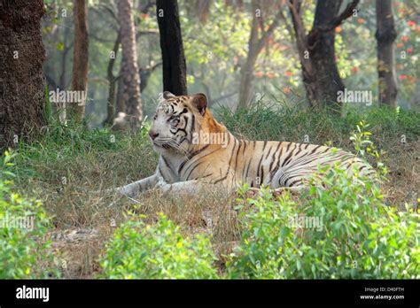 white Indian tiger Stock Photo - Alamy