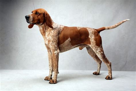 Westminster’s Best of Breed | English coonhound, Red tick coonhound, Westminster dog show