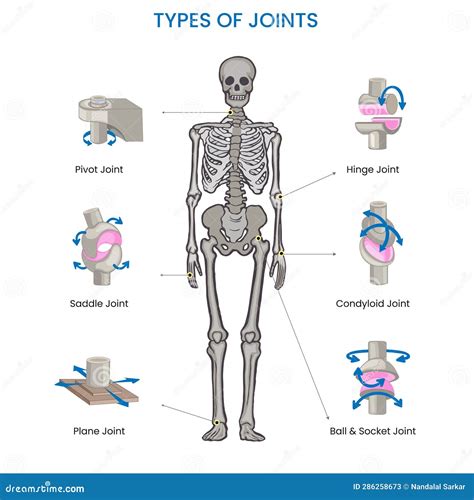 Gliding Joint Diagram