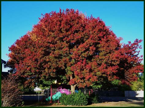 Texas Red Oak Trees for Sale - Texas Grown Tree Farm